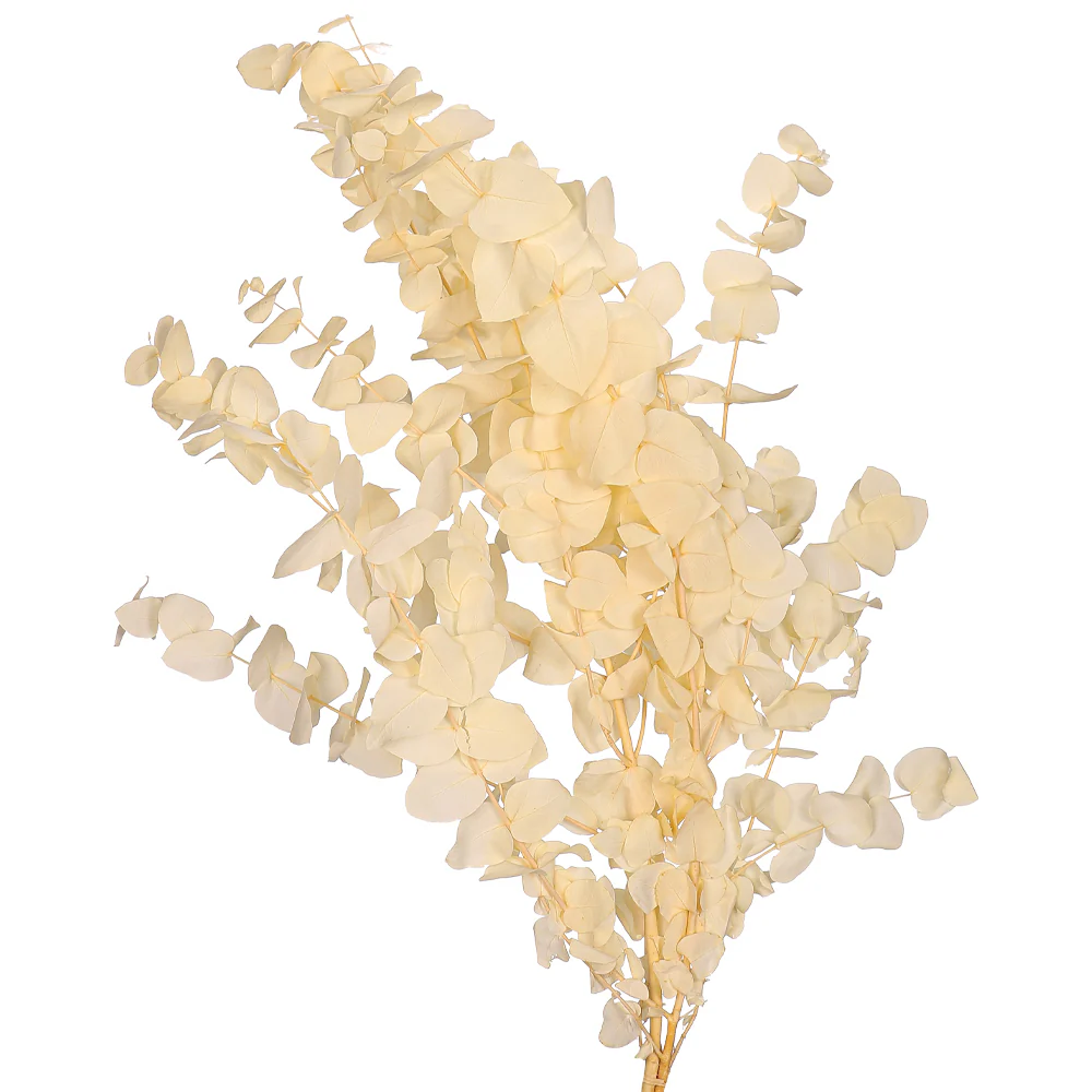 Preserved White Dried Eucalyptus Leaves(without vase) - Image 3