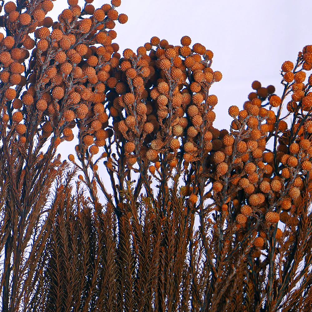 Single Bunch Preseved Dried Flowers(without vase) - Image 16