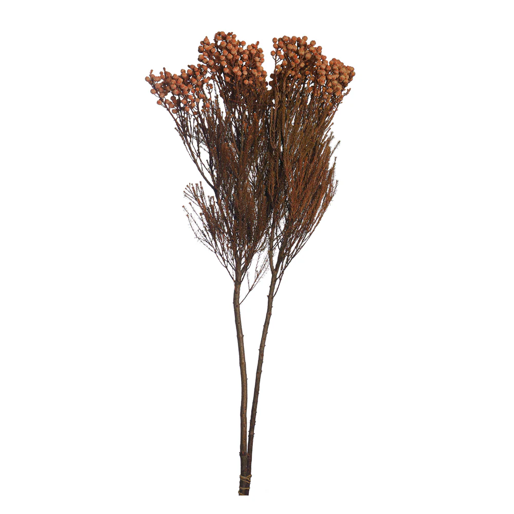 Single Bunch Preseved Dried Flowers(without vase) - Image 8