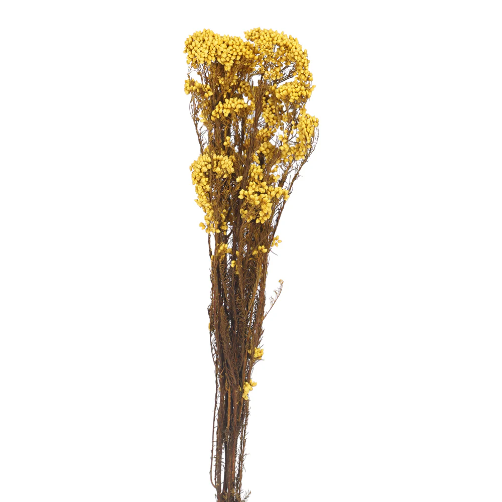 Real Natural Preserved Rice Flower - Image 3