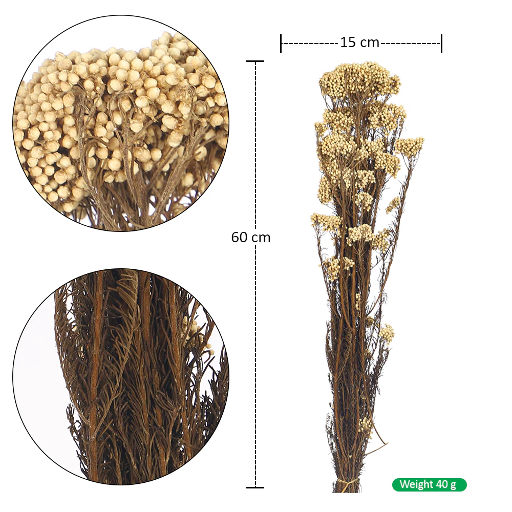 Real Natural Preserved Rice Flower - Image 5