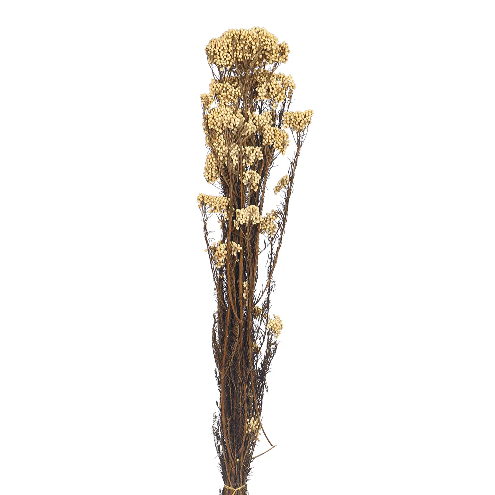 Real Natural Preserved Rice Flower - Image 6