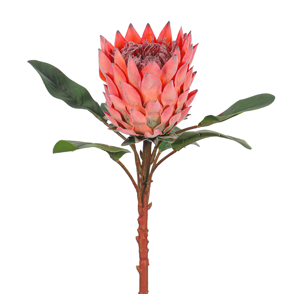 Realistic Flower King Protea SingleStem with Green Leaves(without vase) - Image 8