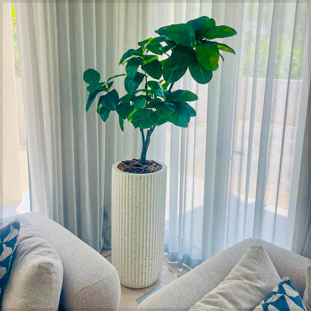 Striking Yucca and Elegant Indoor Fiddle Leaf Fig - Image 5