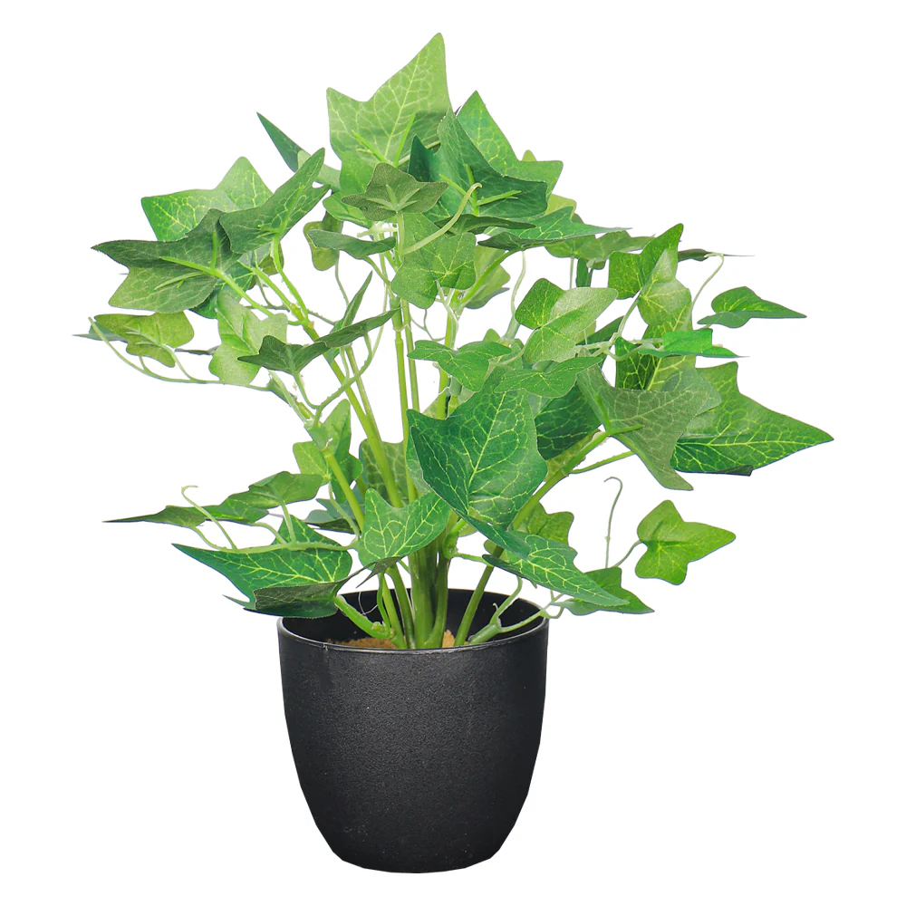 Table-top Ivy Plant - Image 3