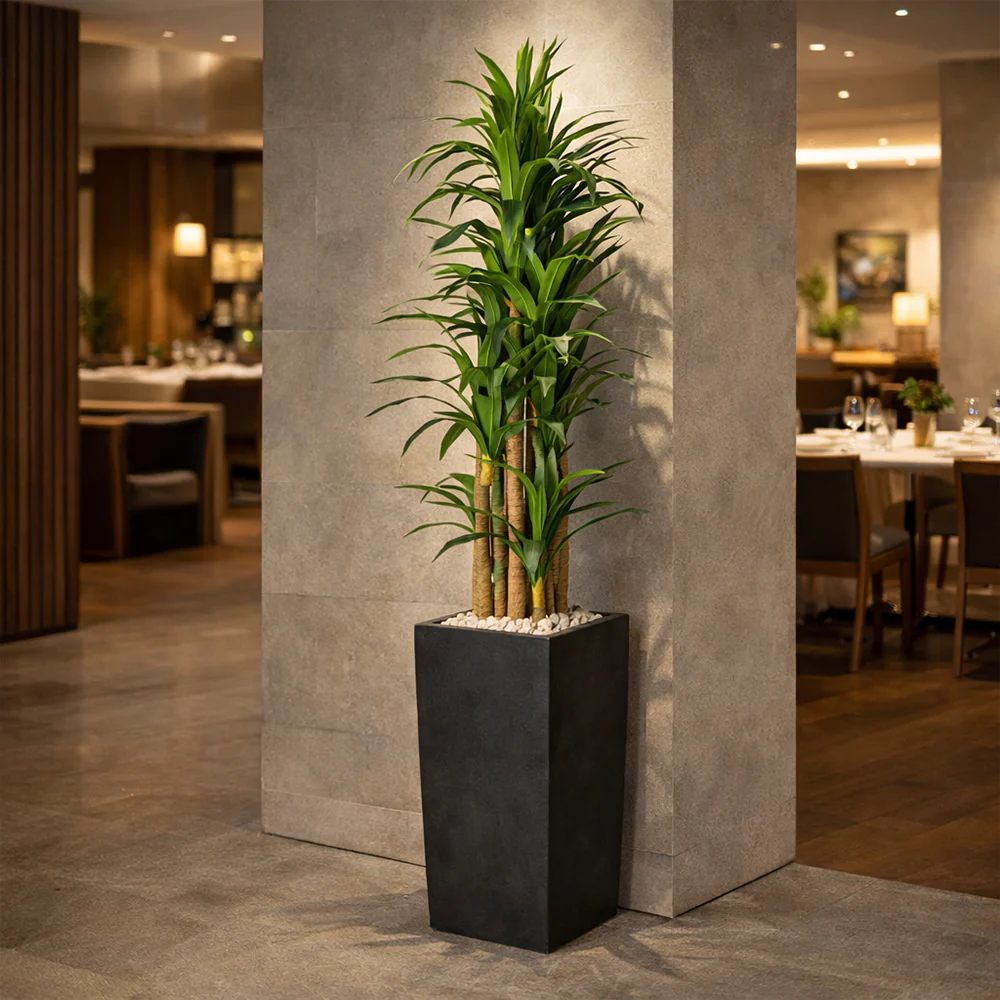 Tall Tropical Dracaena Plant