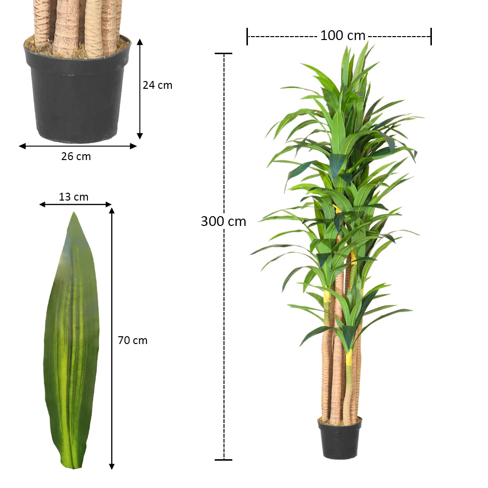 Tall Tropical Dracaena Plant - Image 2
