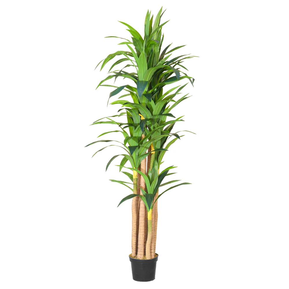 Tall Tropical Dracaena Plant - Image 3