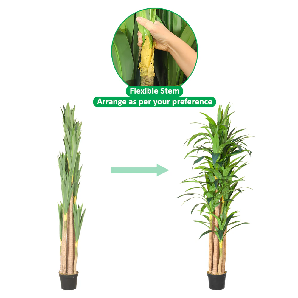 Tall Tropical Dracaena Plant - Image 4