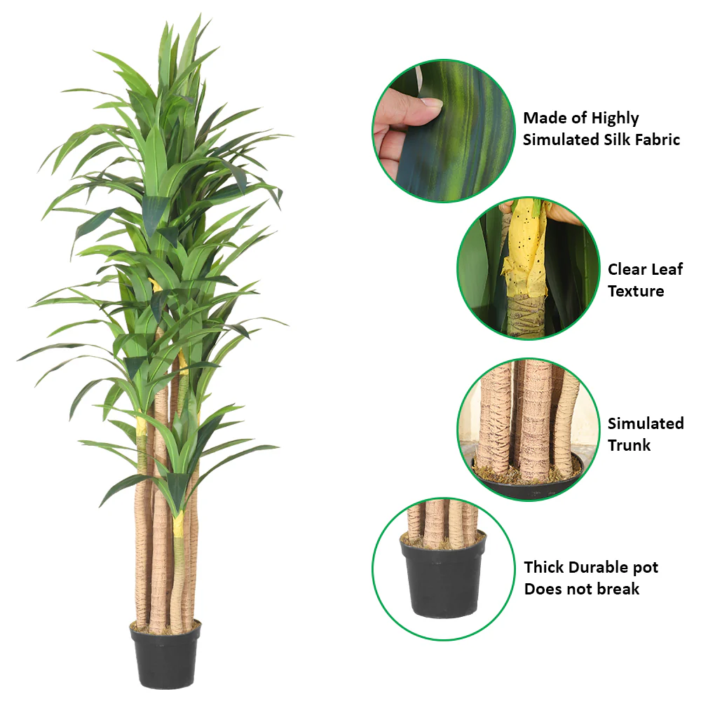 Tall Tropical Dracaena Plant - Image 5