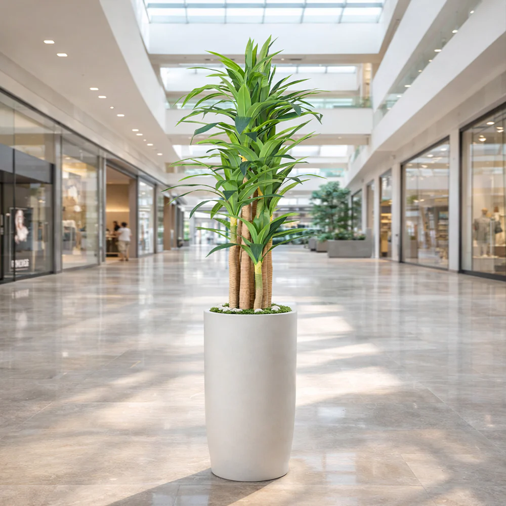 Tall Tropical Dracaena Plant - Image 7