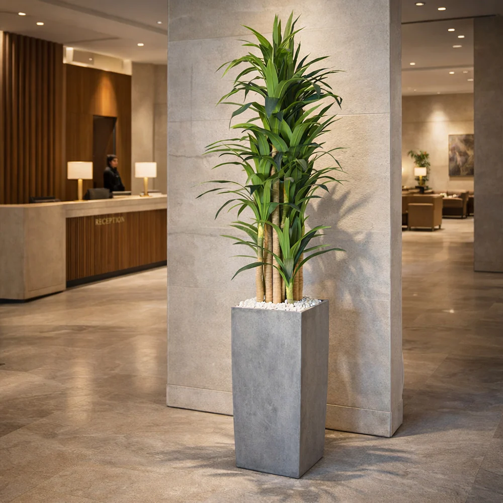 Tall Tropical Dracaena Plant - Image 9