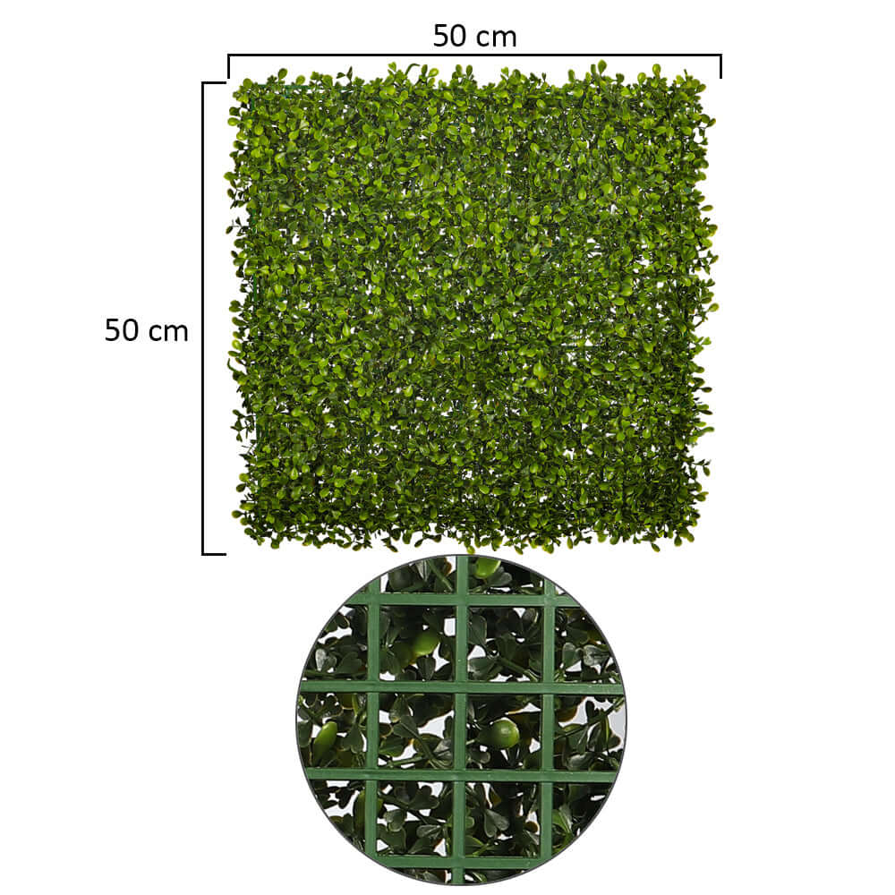 Topiary Hedge Plant - Image 2