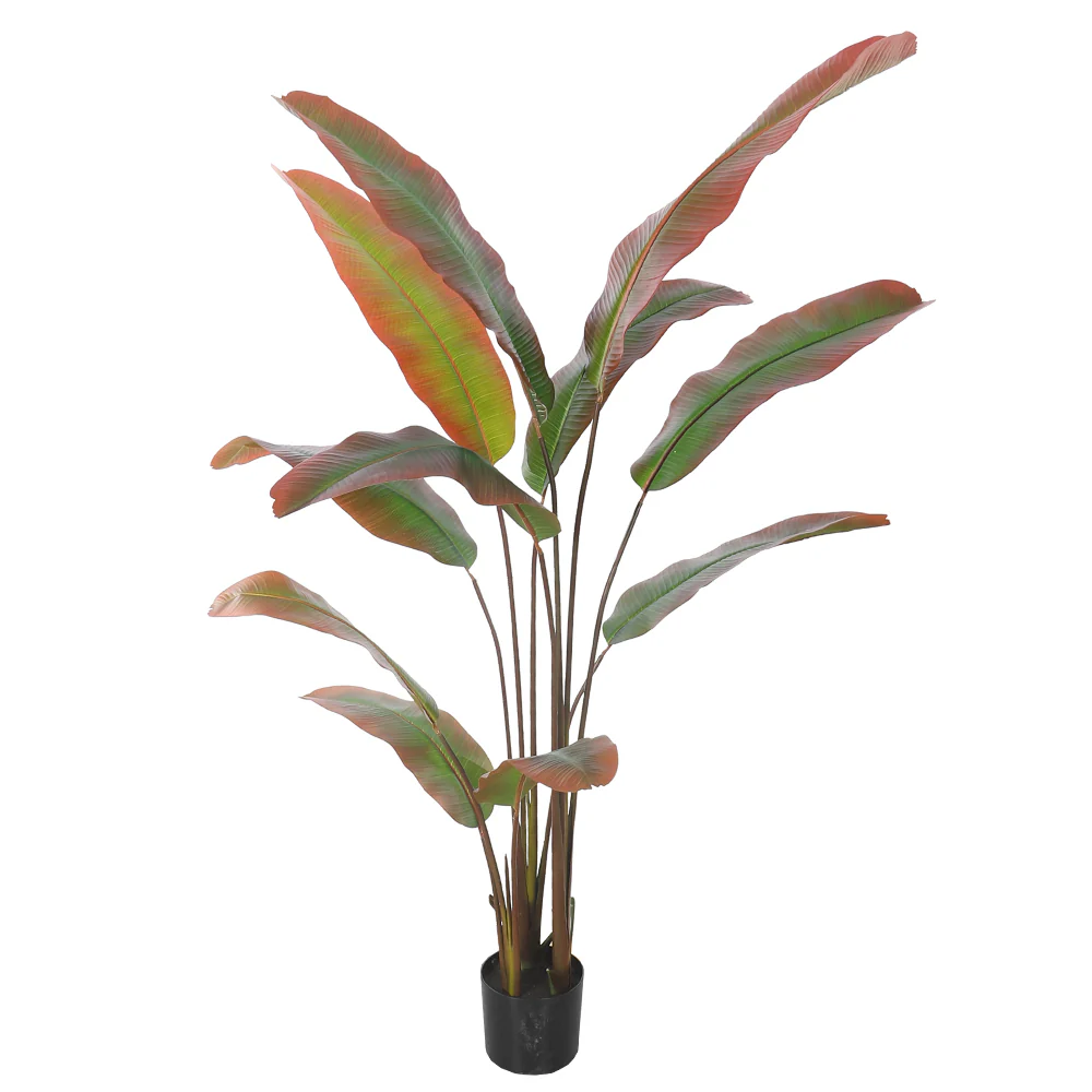 Tropical Banana  Plant in Black Pot - Image 11