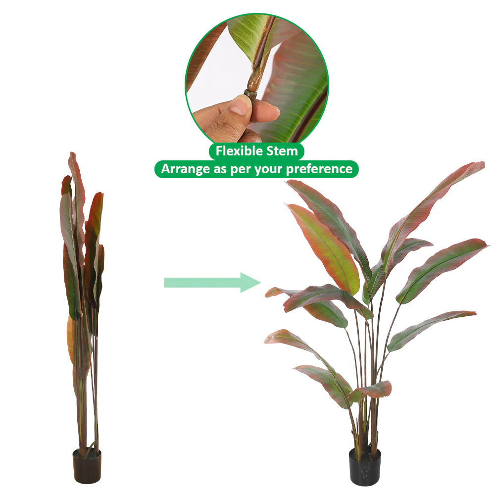 Tropical Banana  Plant in Black Pot - Image 13