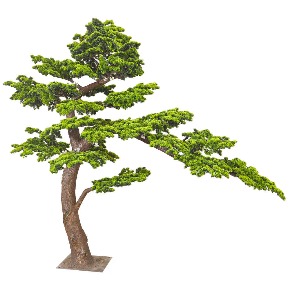 Windswept Evergreen Bonsai