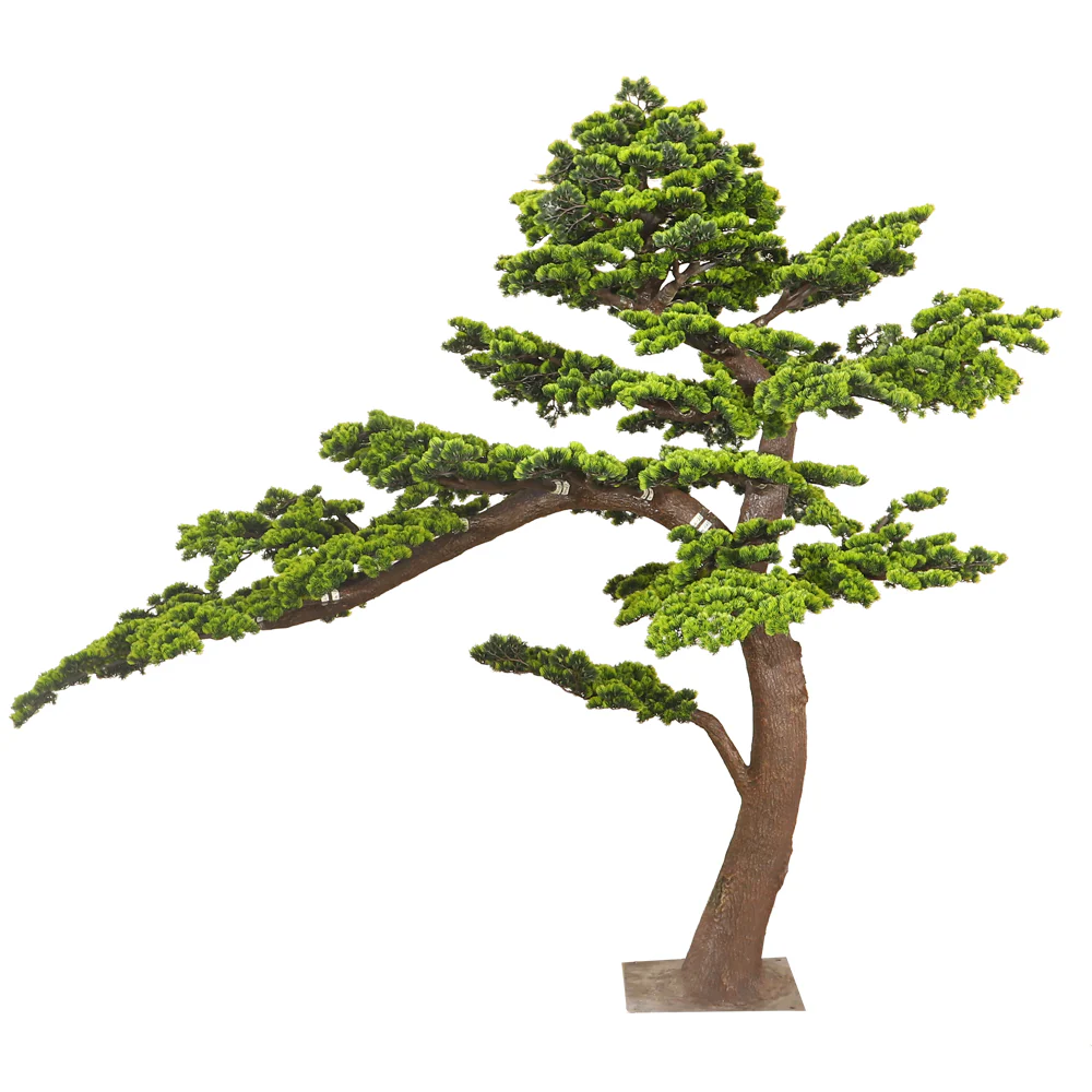 Windswept Evergreen Bonsai - Image 2