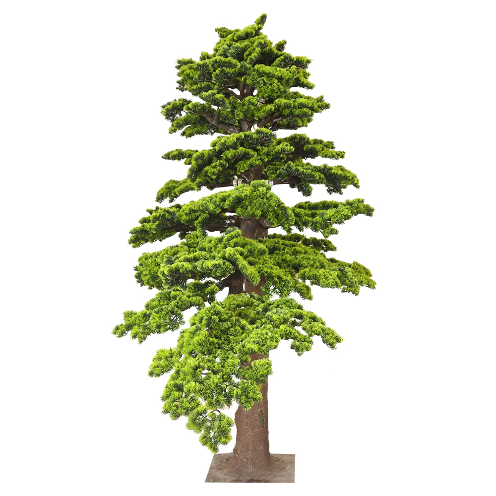 Windswept Evergreen Bonsai - Image 5