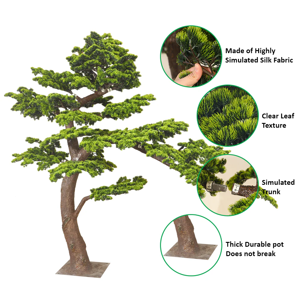 Windswept Evergreen Bonsai - Image 7